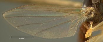 Media type: image;   Entomology 466 Aspect: wing